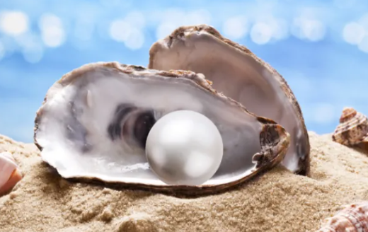 oyster ref.PNG