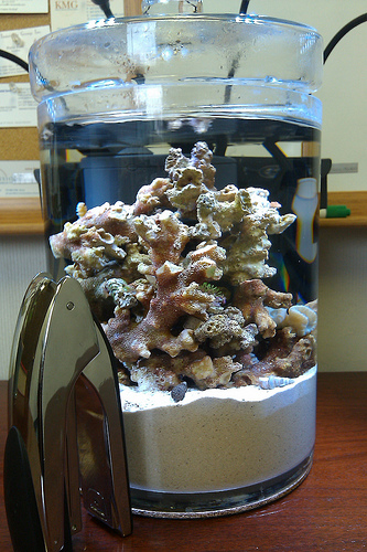 pico-reef jar.jpg