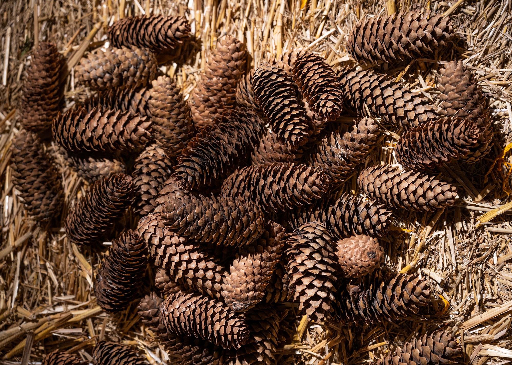 pinecones.jpg