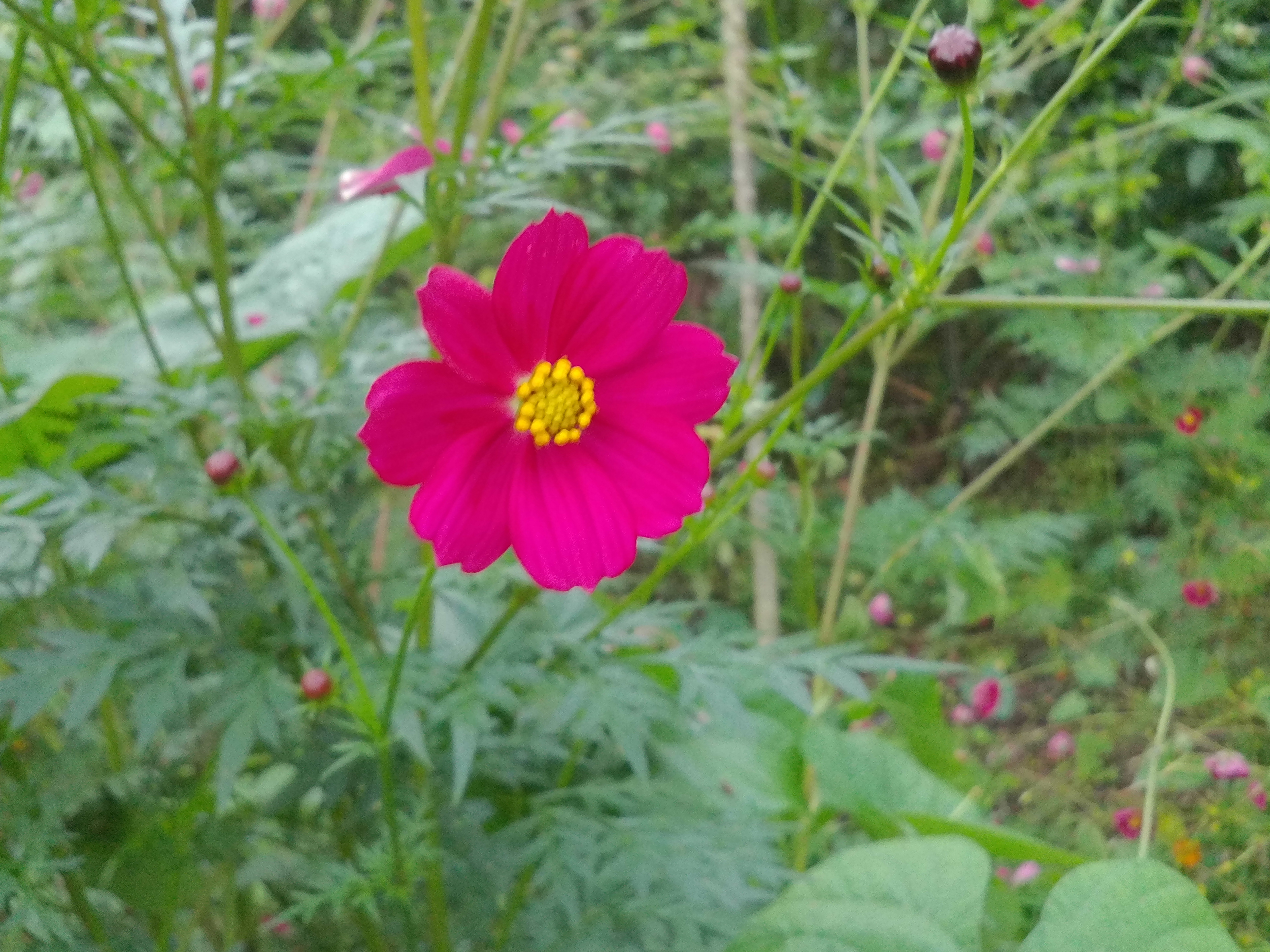 pink flower.JPG