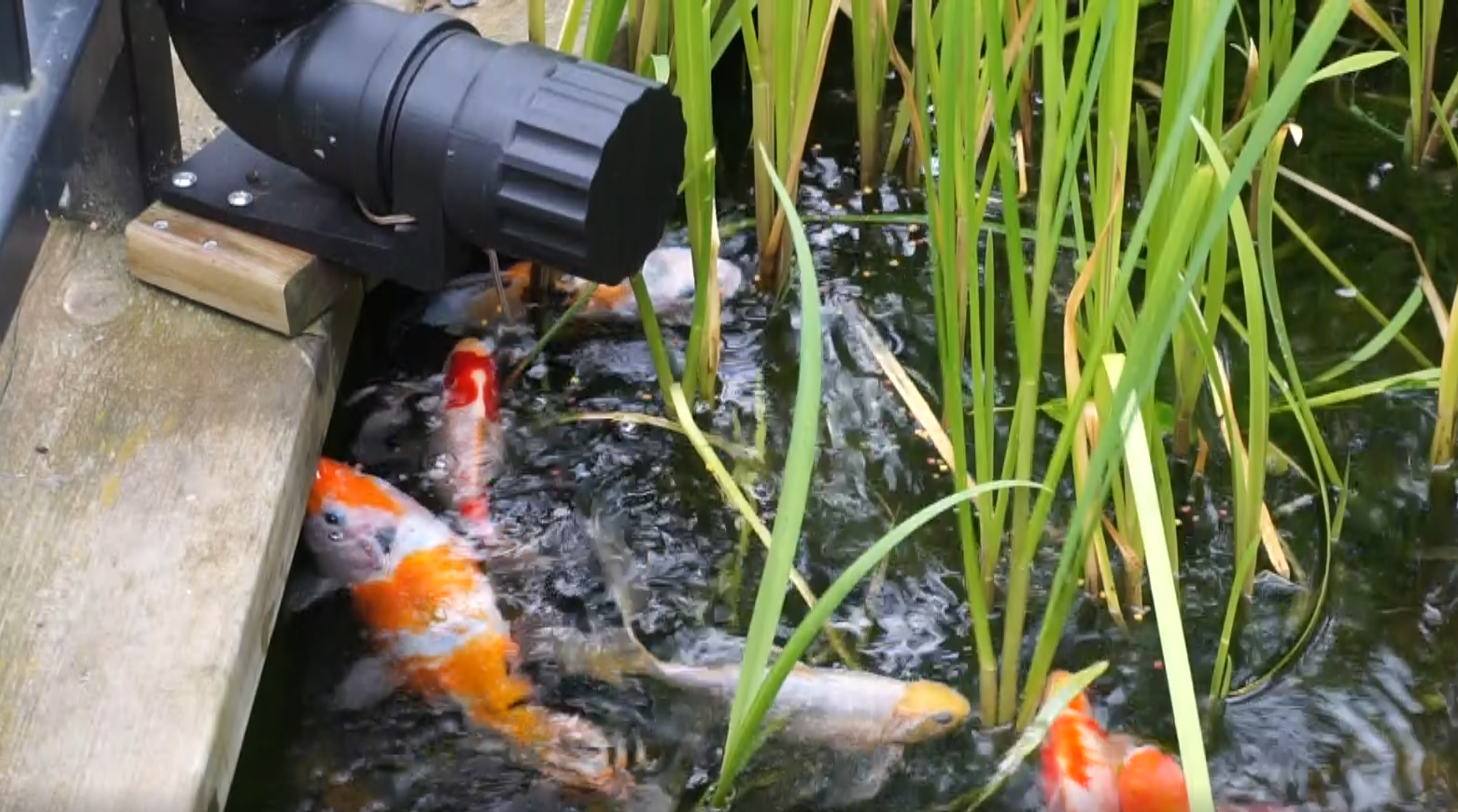 poseidon_fishfeeder_closeup.PNG