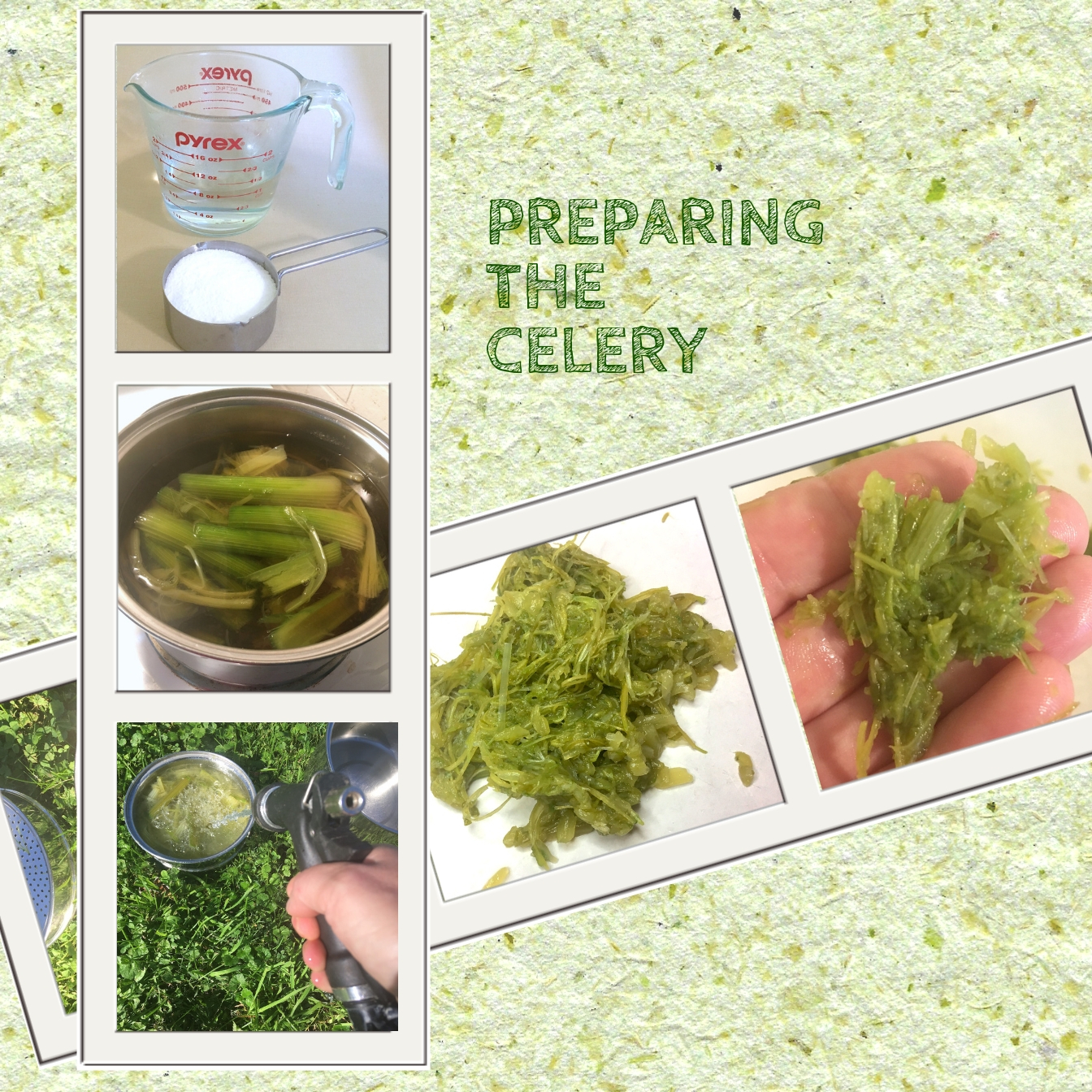 prepariing the celery.jpg