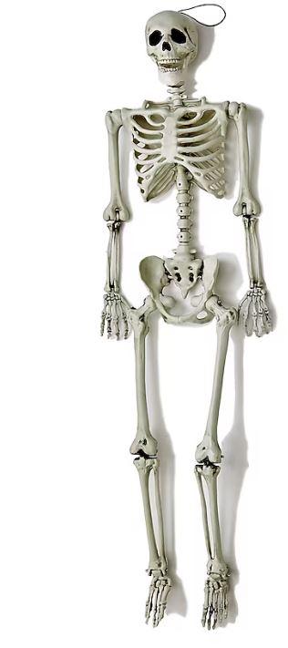 skeleton.JPG