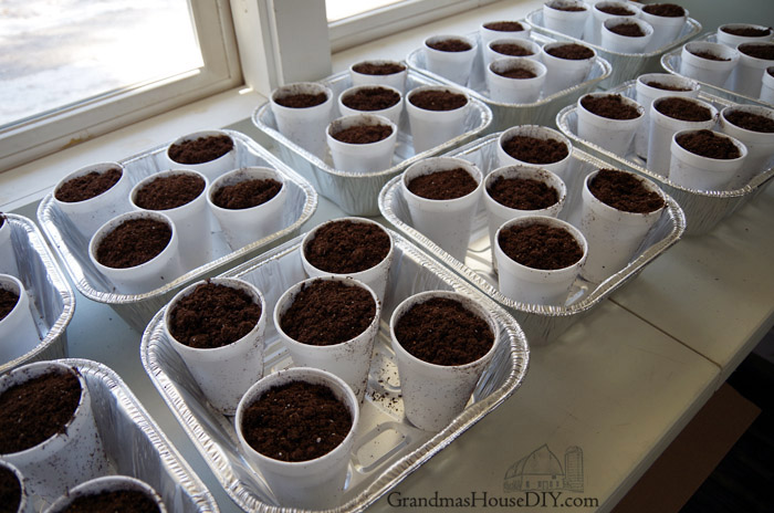 starting-seedlings.jpg