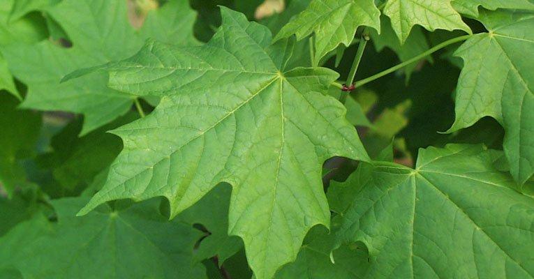 sugar-maple-leaves-cropped.jpg