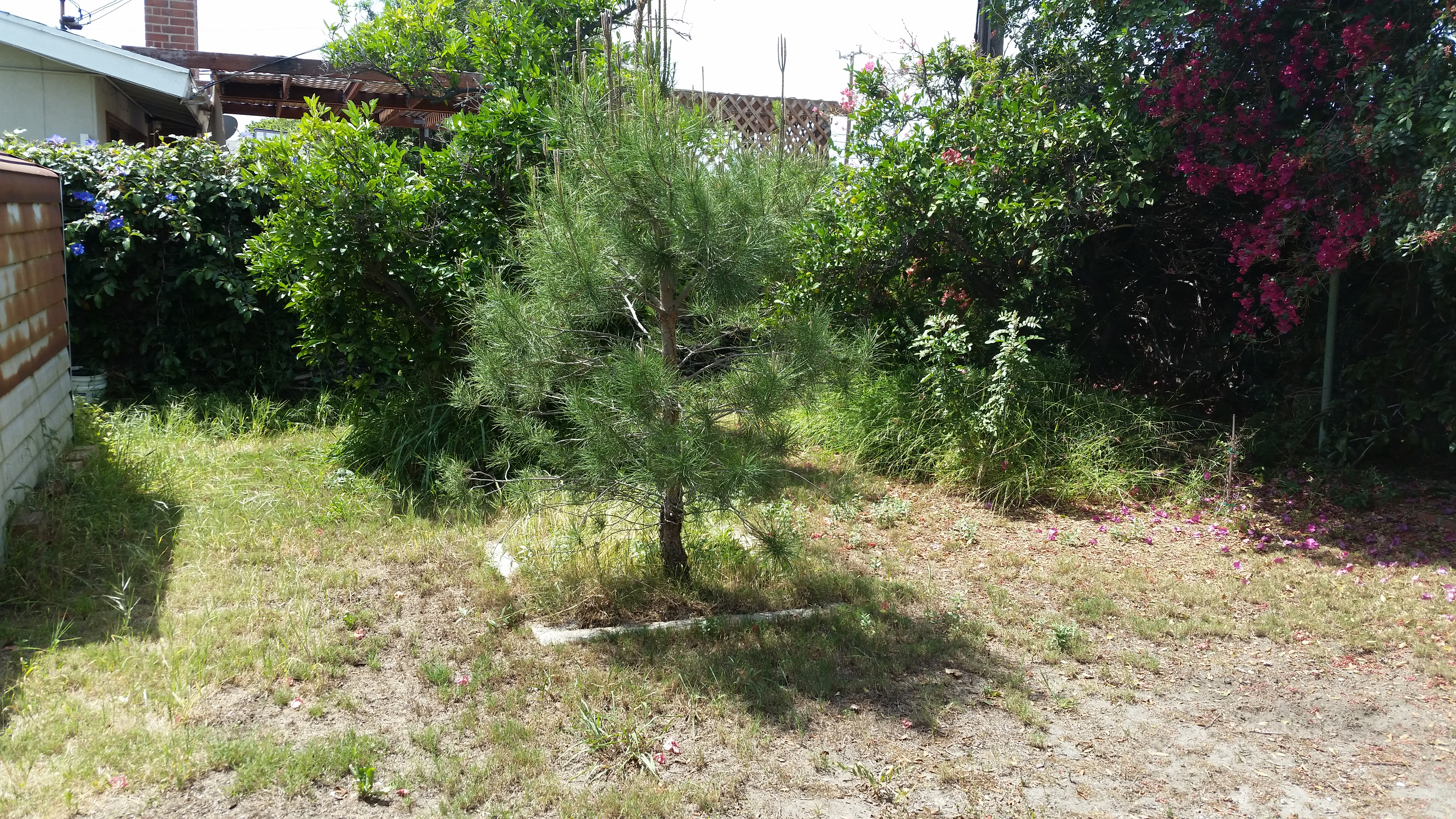 tree before.jpg