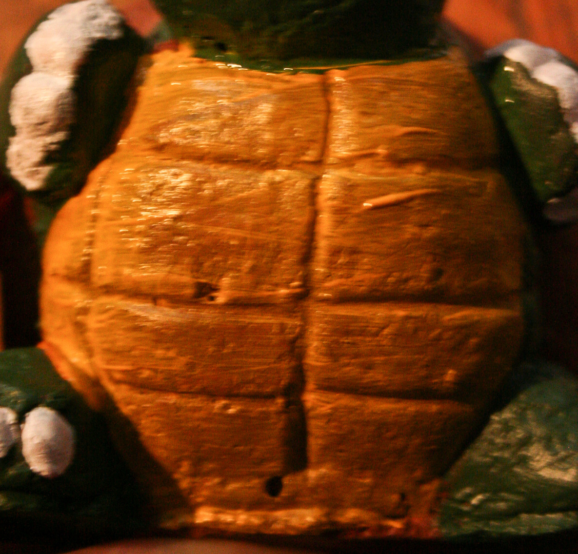 turtle belly_1.jpg