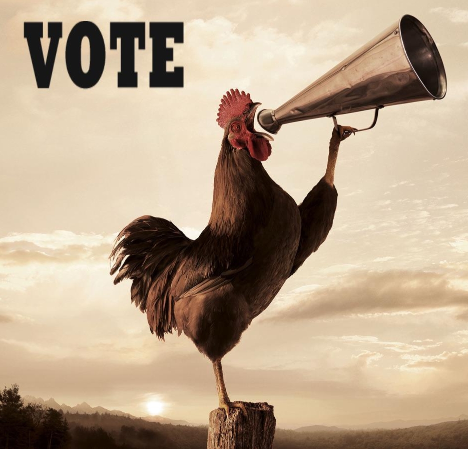 vote chicken.jpg