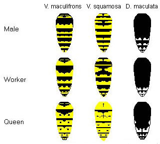 yellowjacket01.jpg