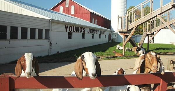 youngs-dairy-covid-19-update.jpg