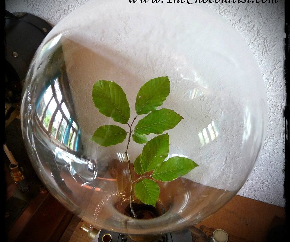 The STEAMPUNK Biosphere Model 1876