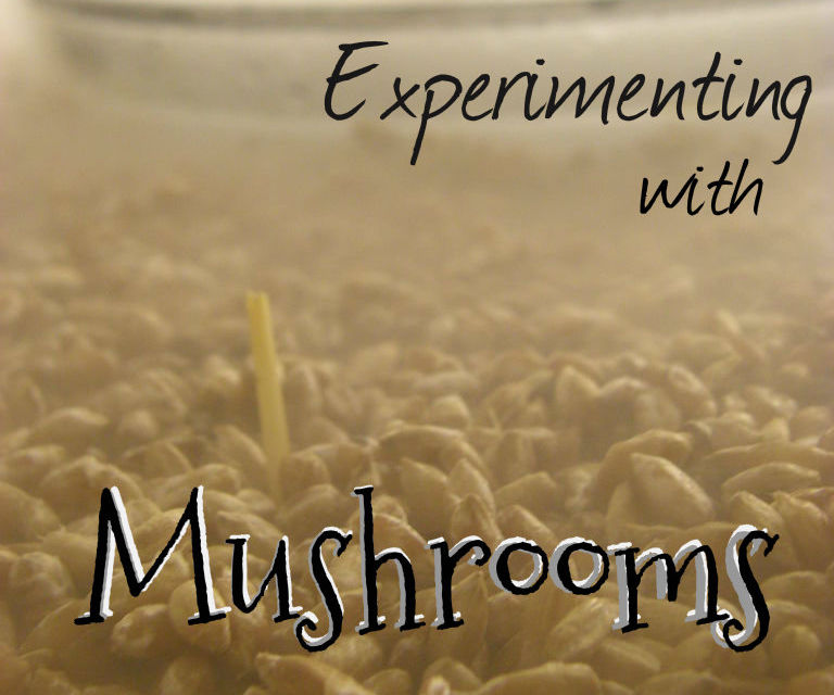 Experimenting With Mushrooms!